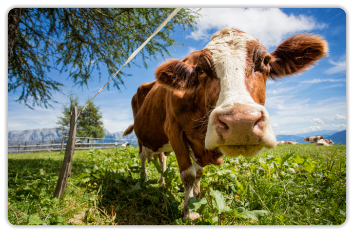 Fleisch vom Naturmetzger
