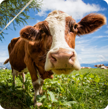 Fleisch vom Naturmetzger